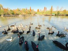 -溱湖国家湿地公园