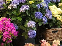 -双季花艺园艺市场(浦东店)
