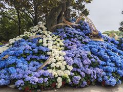-上海鲜花港