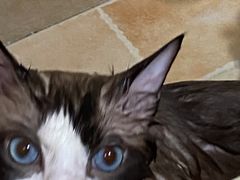 -佳雯宠物医院·皮肤科·内外科(春晓路分院)