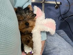 -伟伟宠物医院·CT影像中心·瑞派犬猫综合性门诊(汉口总院)