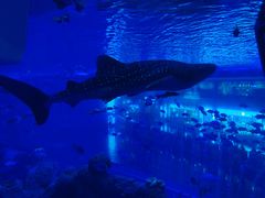 -成都浩海立方海洋公园