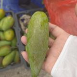 网红辣椒芒