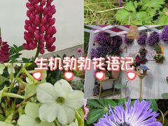 -苏州上方山国家森林公园