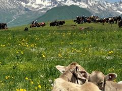 -新疆那拉提国家旅游度假区