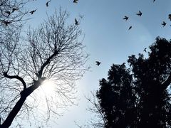 -西安大兴善寺