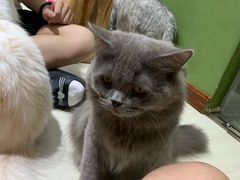 -猫亿天猫咖