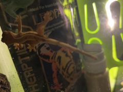 -酷以爬仙阁实体爬宠店·守宫·蜥蜴·专业繁育