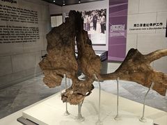 -北京周口店北京人遗址博物馆