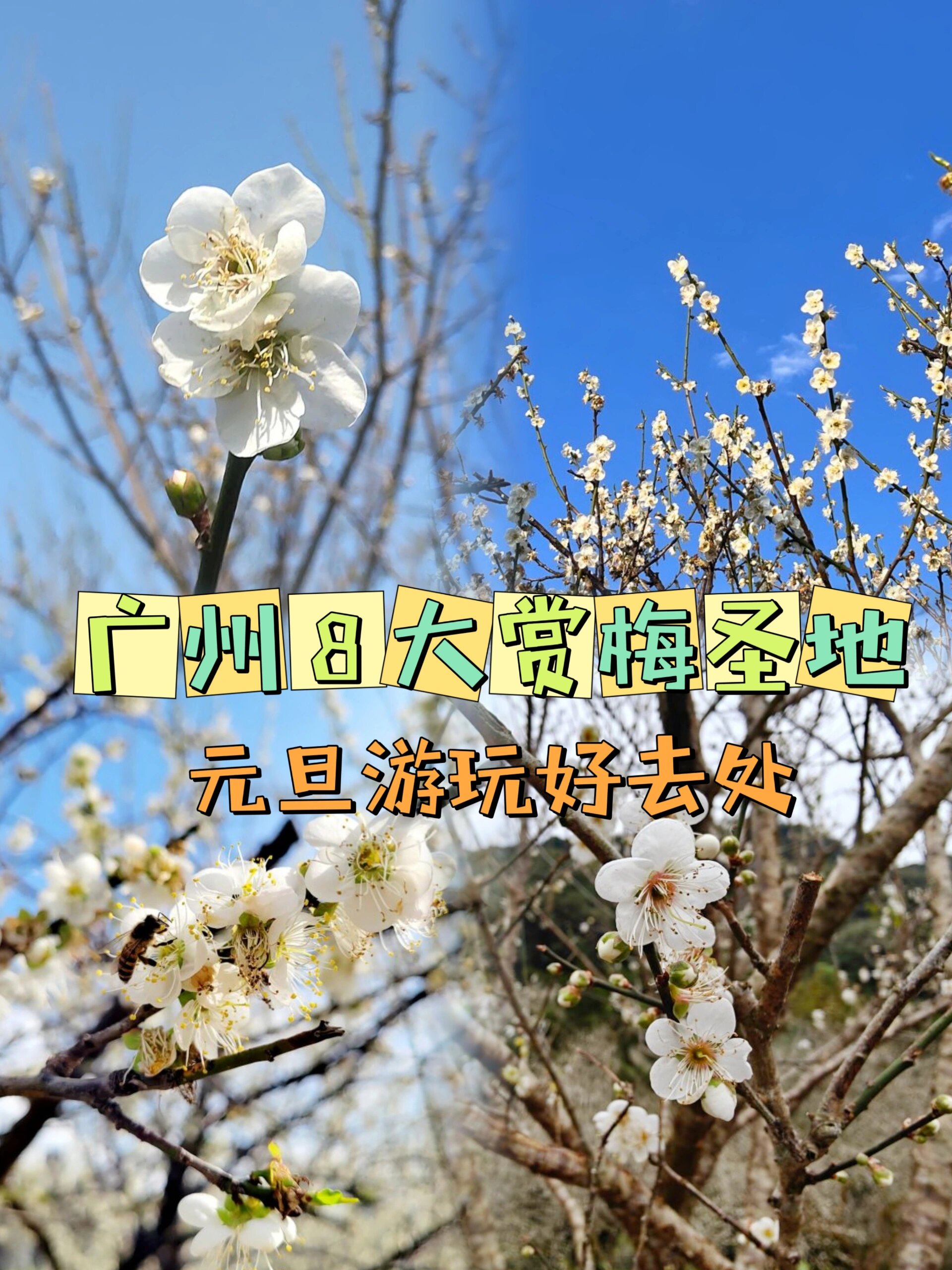 萝岗香雪公园赏花时间图片