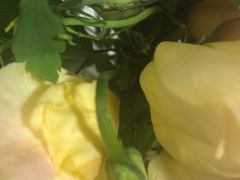 -植物学家的女儿(北马道巷店)