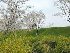 -羊山湖公园
