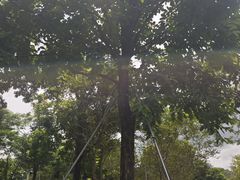 -中山市树木园