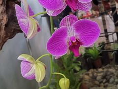 -东南花都花博园