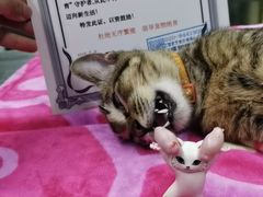 -瑞派动物医院·猫专科·至诚(江南中分院)