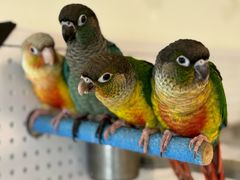 -吉丁鸟咖·异宠·寄养