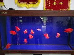-绿野餐厅(上海动物园店)