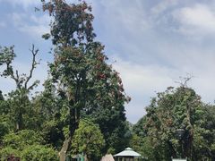-张坝桂圆林公园