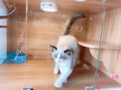 -猫十亿·布偶金渐层·曼基康矮脚猫舍(青年路店)