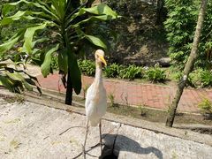 -吉隆坡雀鸟公园