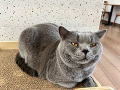 -有猫主题·治愈系猫咖(曾厝垵店)