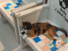-瑞鹏宠物医院·夜间急症·心超·猫科(祖庙分店)