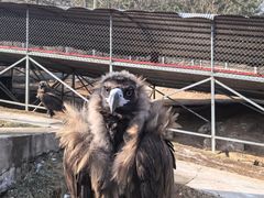 -西霞口神雕山野生动物世界