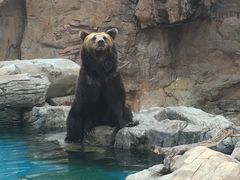 -珠海横琴长隆《卡卡虎奇遇记》