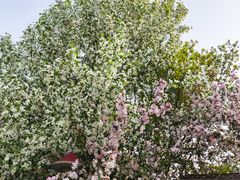 -长白岛森林公园