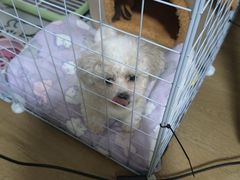 -宠颐生宠物医院·异宠猫科内科·诊疗中心宠巢店