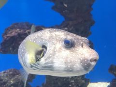 -烟台海昌鲸鲨海洋公园