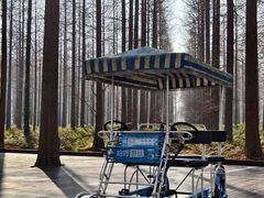 -黄海国家森林公园