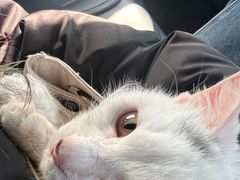 -瑞派福兴宠物医院犬猫全科·骨科·中西医结合(河东店)