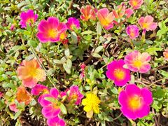 -玄武湖景区-情侣园游乐场