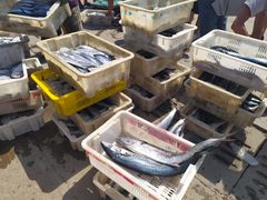 -青岛沙子口国家中心渔港