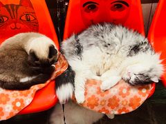 -猫咪博物馆(顶澳仔猫街店)