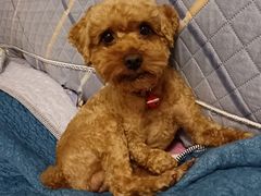 -北京恒爱动物医院(清景园分院)