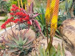 -东莞植物园