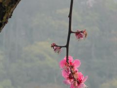 -重庆彩云湖湿地公园