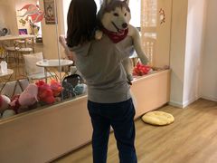 -Husky Go! 哈士奇体验馆·宠物咖啡厅狗咖