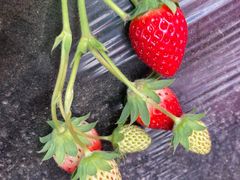 -任达丞国农庄(任达山庄店)