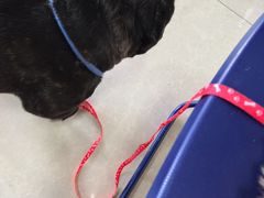 -瑞派福兴宠物医院犬猫全科·骨科·中西医结合(河东店)