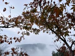 -铁山坪森林公园