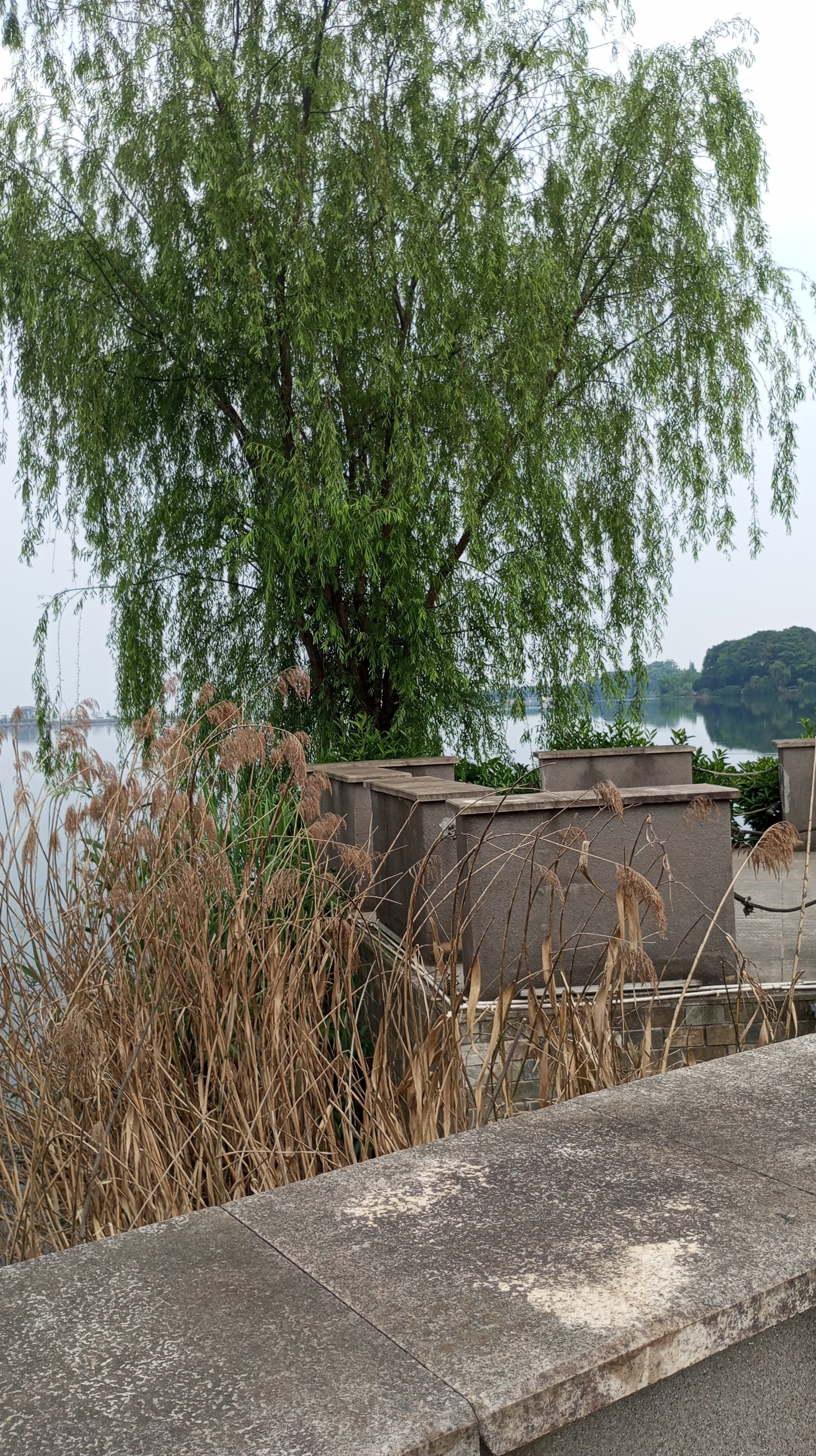 峨秀湖公园位于峨眉山市区,面积还是比较大,要逛很久