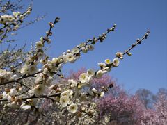 -梅花山(明孝陵内)