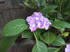 -宋宴(虎跑店)