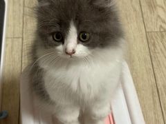 -欣宠猫屋·矮脚拿破仑·蓝金金渐层