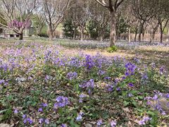 -东升八家郊野公园