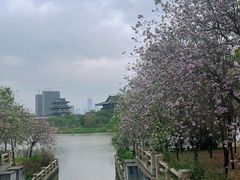 -海珠湖公园