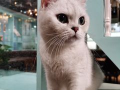 -猫小院猫主题餐厅(三里屯店)
